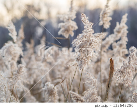 Yellow autumn fluffy feather grass with seeds on curved stems in light wind. Hello autumn concept. Natural background with copy space 132648286