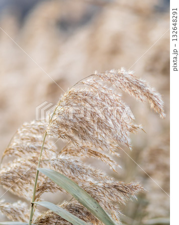 Yellow autumn fluffy feather grass with seeds on curved stems in light wind. Hello autumn concept. Natural background with copy space 132648291