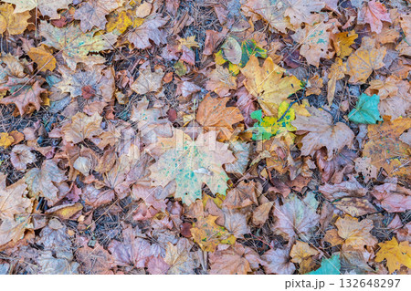 Orange and yellow fallen leaves in the sunlight. Orange and yellow fallen leaves in the sunlight. 132648297