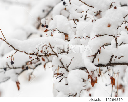 Tree branches in winter covered with snow and frost in snowfall. Frozen tree branches. 132648304