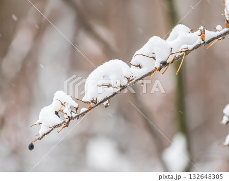 Tree branches in winter covered with snow and frost in snowfall. Frozen tree branches. Tree branches in winter covered with snow and frost in snowfall. Frozen tree branches. 132648305