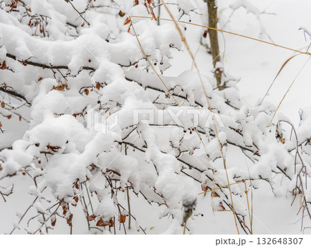 Tree branches in winter covered with snow and frost in snowfall. Frozen tree branches. Tree branches in winter covered with snow and frost in snowfall. Frozen tree branches. 132648307