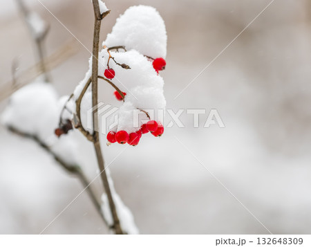 Red Rowan Berries Covered With Fresh Snow. 132648309