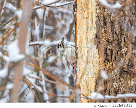 Little woodpecker sits on a tree trunk with snow in winter. The great spotted woodpecker, Dendrocopos major 132648312