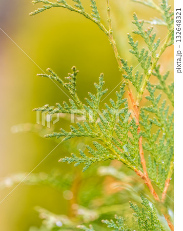 Thuja branches with drops of water after rain. Wet branches in the sunset light. Thuja branches with drops of water after rain. Wet branches in the sunset light. 132648321