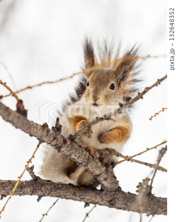 The squirrel sits on a branches without leaves in the winter or autumn The squirrel sits on a branches without leaves in the winter or autumn 132648352