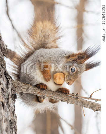 The squirrel with nut sits on tree in the winter or late autumn The squirrel with nut sits on tree in the winter or late autumn 132648353