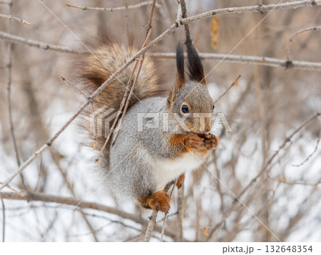 The squirrel with nut sits on tree in the winter or late autumn The squirrel with nut sits on tree in the winter or late autumn 132648354