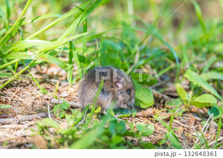 A closeup of a Common vole, Microtus arvalis, on the ground with a blurry background 132648361