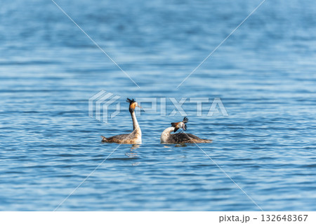 Mating games of two water birds Great Crested Grebes. Two waterfowl birds Great Crested Grebes swim in the lake with heart shaped silhouette 132648367