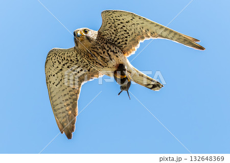 Common kestrel (Falco Tinnunculus) in flight with a mouse in its claws, Blue sky, copy space. 132648369