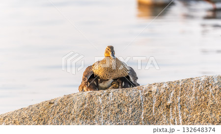 Adult duck with many ducklings sits on green shore of pond Adult duck with many ducklings sits on green shore of pond 132648374