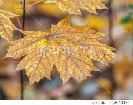 Maple branches with yellow leaves in autumn, in the light of sunset. 132648385