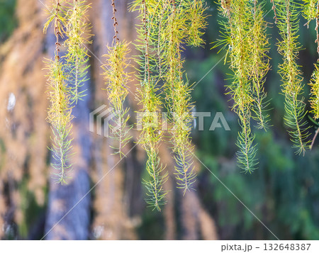 Larch branches in autumn on green and yellow leaves background 132648387