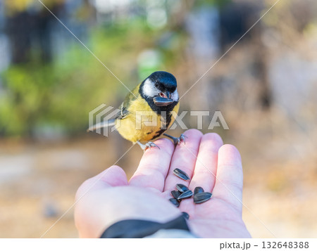 A tit sits on a man's hand and eats seeds. A tit sits on a man's hand and eats seeds. 132648388