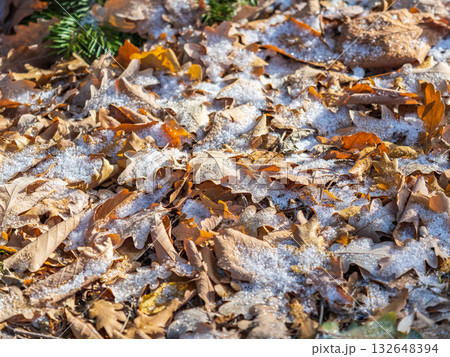 First snow on the green grass and fallen leaves in autumn. Yellow and green fallen leaves on the grass with snow. 132648394