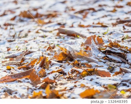 First snow on the green grass and fallen leaves in autumn. Yellow and green fallen leaves on the grass with snow. First snow on the green grass and fallen leaves in autumn. Yellow and green fallen leaves on the grass with snow. 132648395