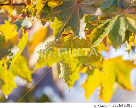 Maple branches with yellow leaves in autumn, in the light of sunset. Maple branches with yellow leaves in autumn, in the light of sunset. 132648399