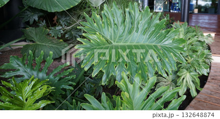 Close-up of dense, lush Guaimbe foliage Thaumatophyllum bipinnatifidum, showcasing the large, lobed, and cut-leaf pattern, typical of a tropical garden environment. 132648874