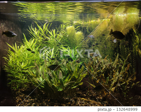 Goldfish in freshwater aquarium with green beautiful planted tropical Goldfish in freshwater aquarium with green beautiful planted tropical 132648999