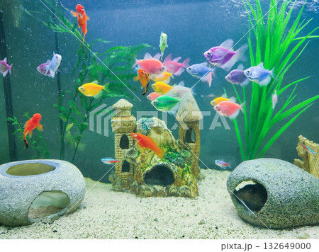 Goldfish in freshwater aquarium with green beautiful planted tropical 132649000