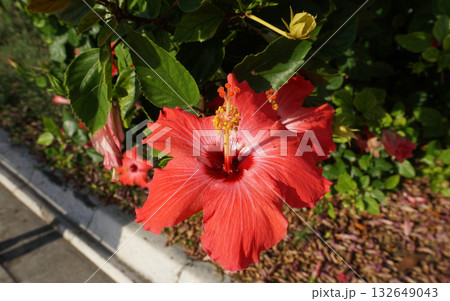 Hibiscus rosa-sinensis, known colloquially as Chinese hibiscus, China rose, Hawaiian hibiscus, rose mallow and shoeblack plant, is a species of tropical hibiscus 132649043