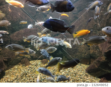 Goldfish in freshwater aquarium with green beautiful planted tropical 132649052