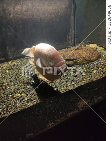 Osphronemus goramy, large freshwter fish native to Southeast Asia Osphronemus goramy, large freshwter fish native to Southeast Asia 132649056