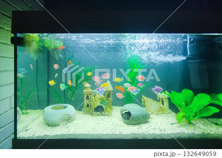 Goldfish in freshwater aquarium with green beautiful planted tropical Goldfish in freshwater aquarium with green beautiful planted tropical 132649059