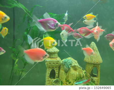 Goldfish in freshwater aquarium with green beautiful planted tropical 132649065