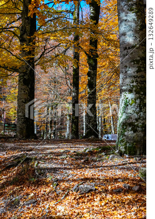 Autumn Forest with Fallen Leaves on the Ground 132649289