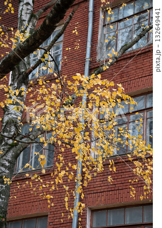 Birch branches with yellow autumn leaves against the red brick wall of Timiryazev Agricultural Academy 132649441