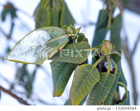 Snow-Dusted Rhododendron Evergreen Leaves with Seed Pods in Winter 132649564