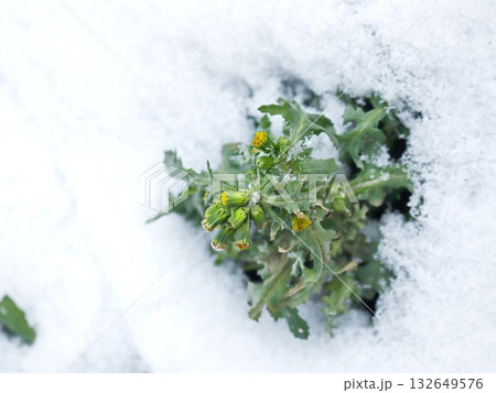 Hardy Dandelion Plant Surviving and Blooming Through Winter Snow Hardy Dandelion Plant Surviving and Blooming Through Winter Snow 132649576