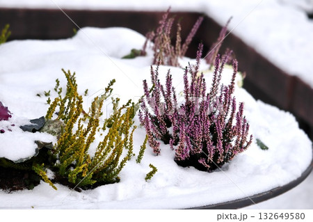 Colorful Winter Heather Plants in Snow-Covered Container Garden Colorful Winter Heather Plants in Snow-Covered Container Garden 132649580