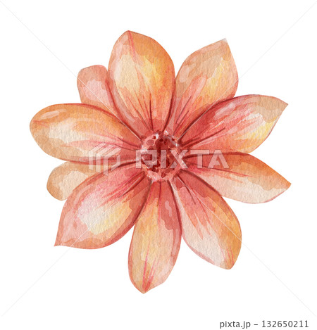 Watercolor illustration of single orange and pink flower with delicate petals. Hand drawn botanical element, isolated on white background, perfect for cards, patterns and design 132650211
