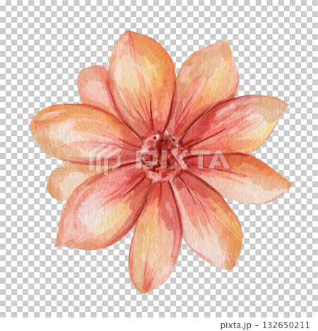 Watercolor illustration of single orange and pink flower with delicate petals. Hand drawn botanical element, isolated on white background, perfect for cards, patterns and design Watercolor illustration of single orange and pink flower with delicate petals. Hand drawn botanical element, isolated on white background, perfect for cards, patterns and design 132650211