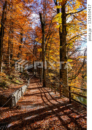 Forest Path Crossing a Stream Forest Path Crossing a Stream 132650417