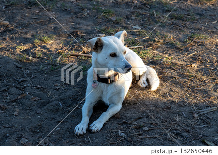 White dog on a soil, Roda, Corfu (Korfu), Greece 132650446