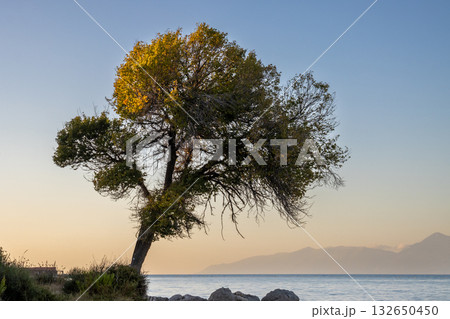 Tree on the coast of Ionian sea, Greece Tree on the coast of Ionian sea, Greece 132650450