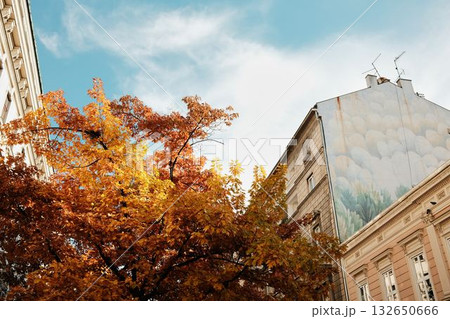 Bright autumn foliage near painted building wall under clear sky in Belgrade city center. Serbia country in fall season Bright autumn foliage near painted building wall under clear sky in Belgrade city center. Serbia country in fall season 132650666