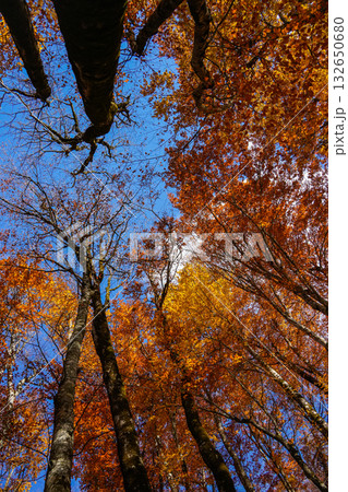 Autumn Trees Shot from Below Against the Sky Autumn Trees Shot from Below Against the Sky 132650680