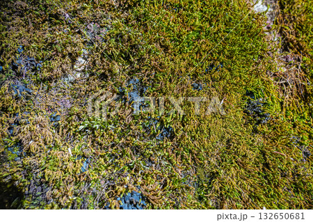 Close-Up of Green Moss Texture 132650681