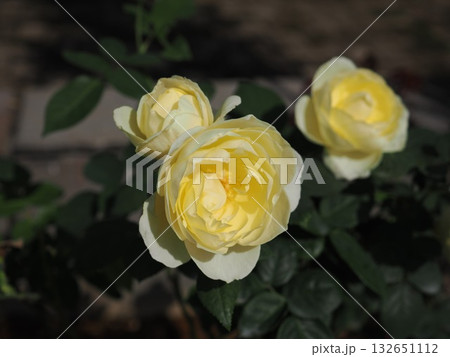 ゴールウェイベイ 132651112