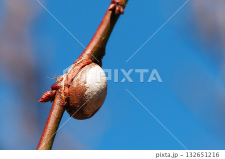 イラガの繭 132651216