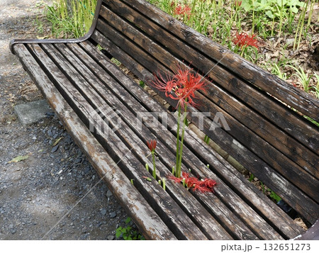 ベンチと彼岸花 132651273