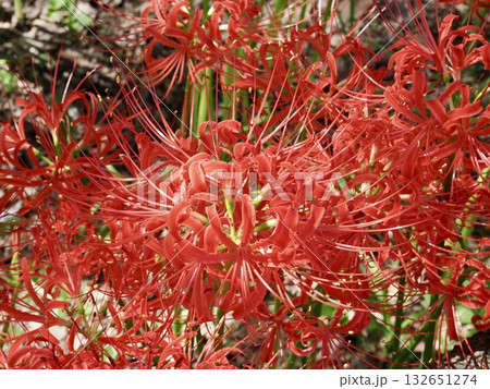 彼岸花 132651274