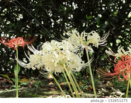 白い彼岸花 132651275