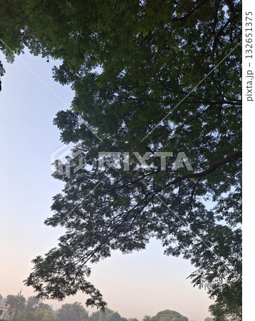 Silhouetted tree branches and leaves against a soft, hazy sky, suggesting a peaceful morning or evening atmosphere 132651375