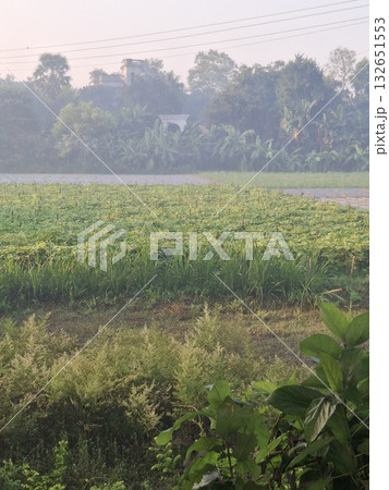 A lush green agricultural field stretches towards a distant tree line under a soft, hazy sky, evoking a sense of rural tranquility A lush green agricultural field stretches towards a distant tree line under a soft, hazy sky, evoking a sense of rural tranquility 132651553